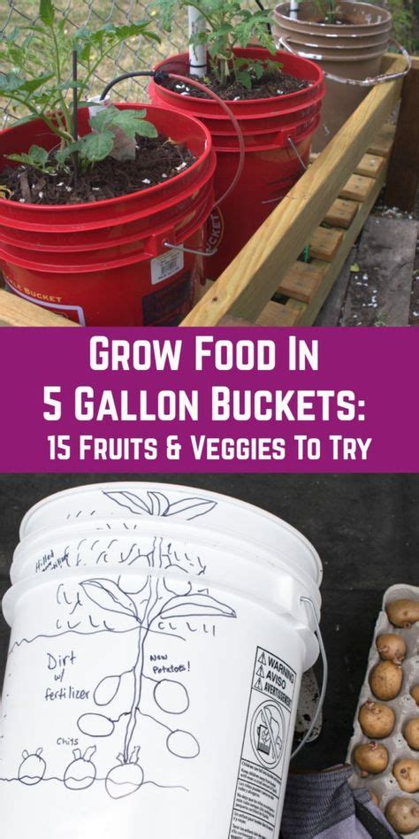 Grow Food In 5 Gallon Buckets - 15 Fruits & Veggies That Thrive