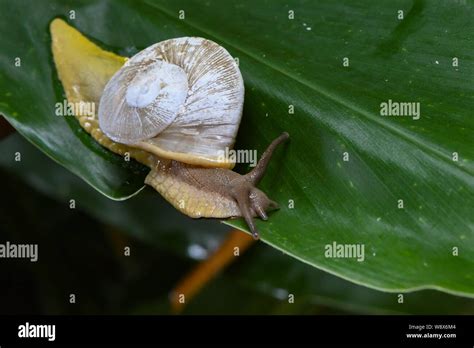 Tree snail Caracolus caracolla in El Yunque National Forest Puerto Rico - a Caracolus emerging ...