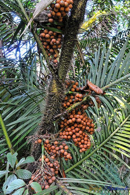 Pin by Susan M on Fruits, vegetables, nuts.......... | Fruit plants, Exotic fruit, Growing food