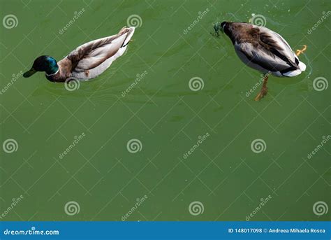 Aerial View of Two Ducks Swimming while One is Hunting Food with Head Underwater Stock Photo ...