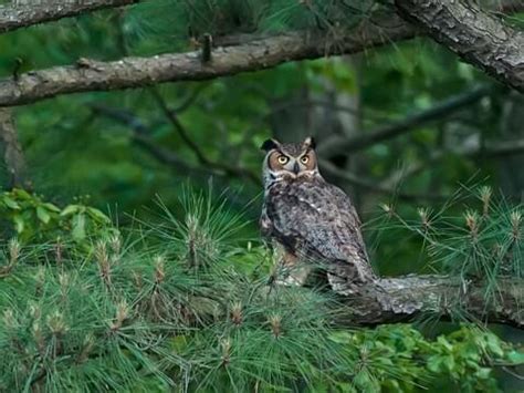 Great Horned Owl Eating