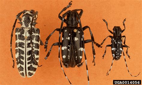 Asian Longhorned Beetle | Georgia Department of Agriculture