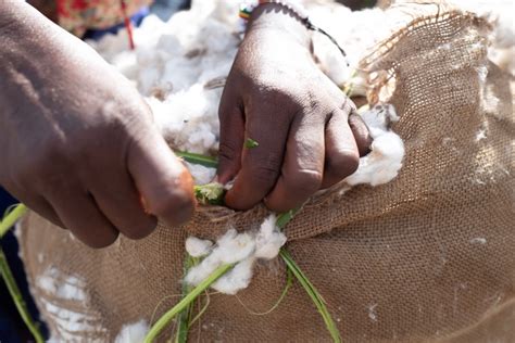 Cotton made in Africa breaks supply and demand records