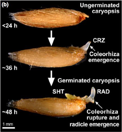 Coleorhiza-enforced seed dormancy: a novel mechanism to control germination in grasses (New ...