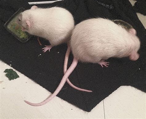 pet rat tails | About Pet Rats