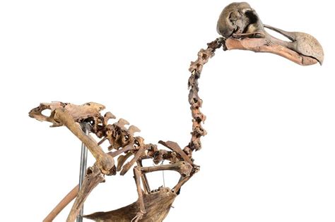 First complete Dodo skeleton is expected to fetch a huge amount at ...