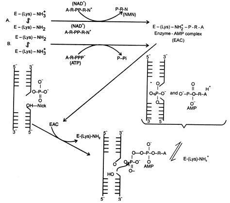 Examples of other Enzymes - Genetic Engineering Tools