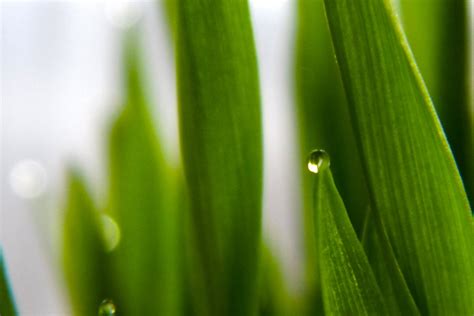 Dew drops on grass 2 Free Photo Download | FreeImages