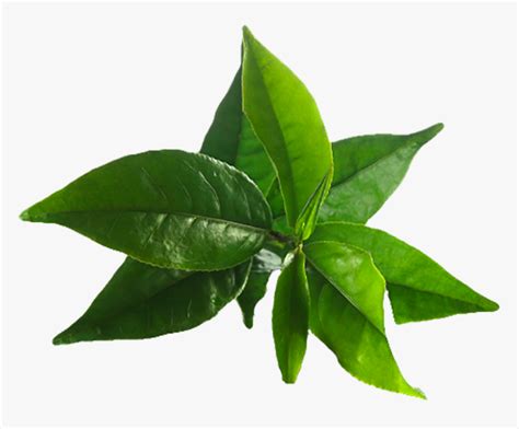 Tea Tree Leaves Png - Tree Tea Oil Png, Transparent Png - kindpng