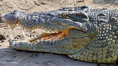 Nile Crocodile Up Close | Photos by Ravi