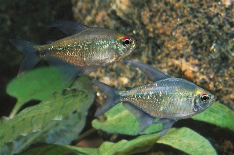 Diamond Tetra - regular size - Bluegrassaquatics.com