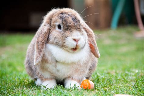 Mini Lop Rabbit: Breed Info and Care Tips – Rabbit Care Blog