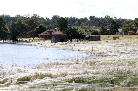 Spider Rain in Australia…” !!! – Take off with Natarajan