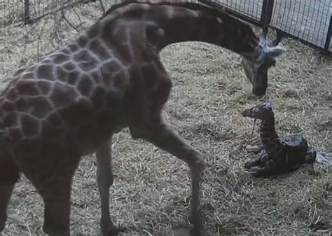 [10000印刷√] giraffe baby animals with down syndrome 205582 - Gasaktrusjjna