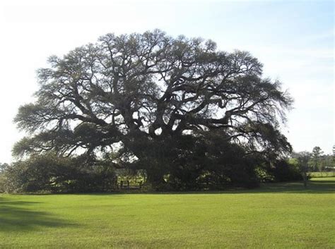 300+ Year Old Live Oak in Geneva, Alabama | This tree sits o… | Flickr