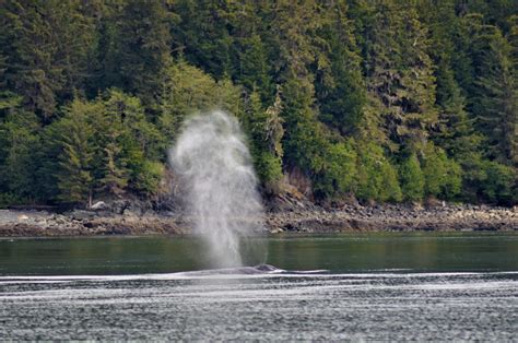 Humpback Whale - Alaska - ZooChat