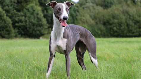 Whippet Dog Breed History Characteristics And Health Facts