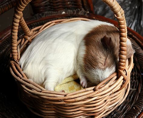 Guinea Pig Sleeping 2 | Jess Proietti | Flickr