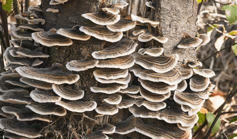 Why We're Still Talking About Turkey Tail Mushroom 3000 Years Later - FreshCap Mushrooms