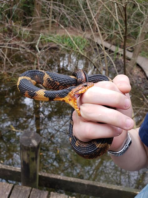 A broad-banded water snake chewing on my bf. : r/herpetology