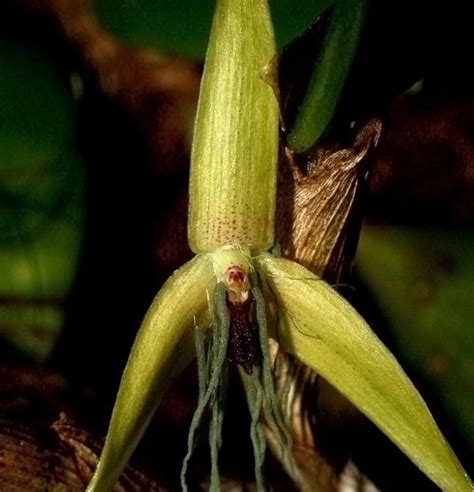 World's First Night-Blooming Orchid Discovered | Live Science