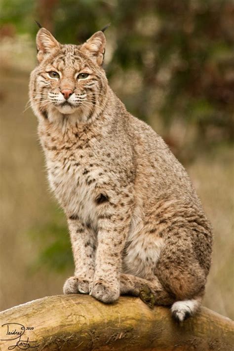 82 best Lynx - Bobcat images on Pinterest | Lynx, Wild animals and Big cats