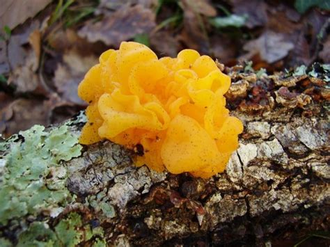 Jelly Like Fungi Info - What To Do For Jelly Fungus On Trees