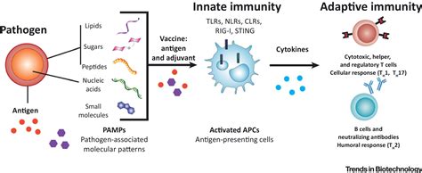 Applications of Immunomodulatory Immune Synergies to Adjuvant Discovery and Vaccine Development ...