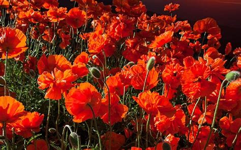 Poppy field at Sunset, Red, Flowers, Nature, Sunset, HD wallpaper | Peakpx