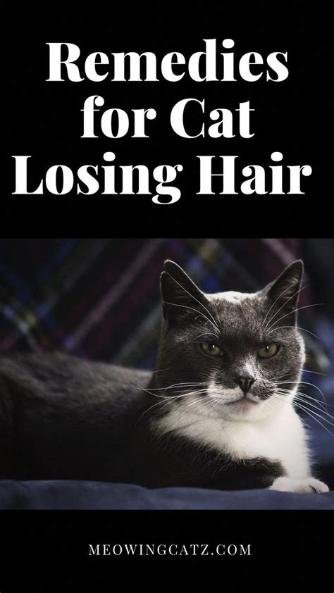 What can I do about my cats hair loss? This is a guide about remedies for cat losing hair. #love ...