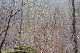 Forest scene. Best viewed large. | Chiusella Valley, Italy. | Flickr