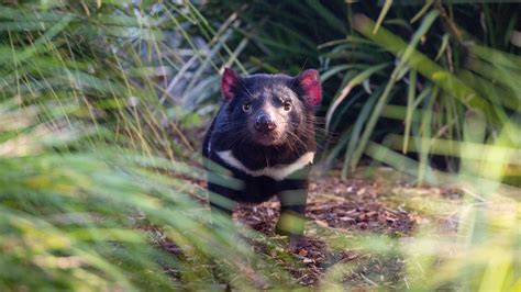 Tasmanian Devil | Endangered Australian Marsupial | Auckland Zoo