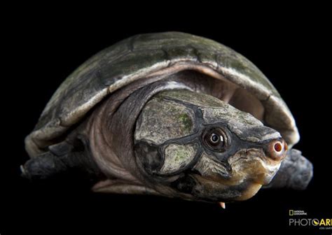 Big-headed Amazon River Turtle | Peltocephalus dumerilianus