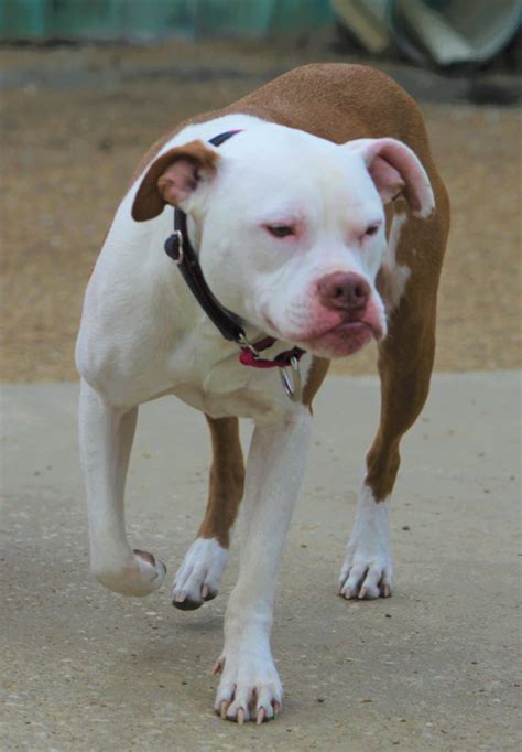 Luvabull Pit Bull Rescue / Pit bull/American bulldog mix - Cherokee ...