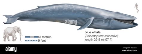 Blue whale (Balaenoptera musculus Stock Photo - Alamy