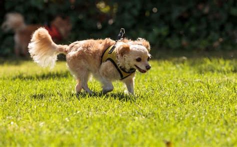 Golden Retriever Chihuahua mix: One of the best hybrids? - K9 Web