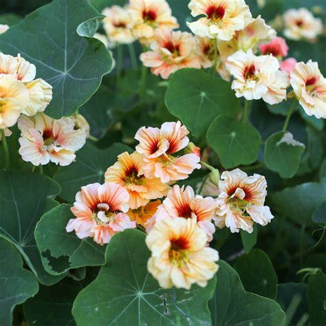 Nasturtium Gleam Salmon – Floret Flower Farm