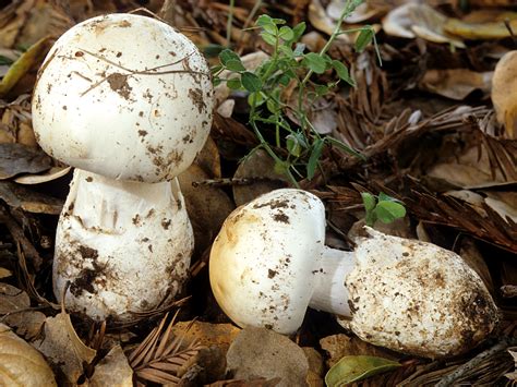 California Fungi: Amanita ocreata