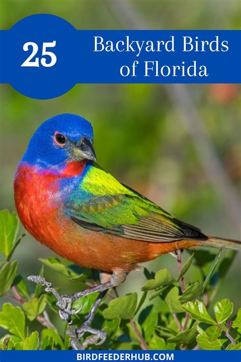 Pictures and info on 25 of Florida's most common backyard birds #florida #birdwatching # ...