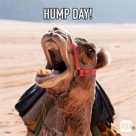 25 Hump Day Memes That Make Wednesdays Bearable | Reader's Digest Wednesday Memes, Friday Meme ...