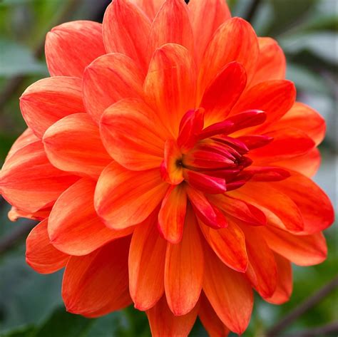 Amazon.com: Orange Dwarf Dahlia Gallery Valentin - Miniature Dahlia 3 Large Tubers Bloom This ...