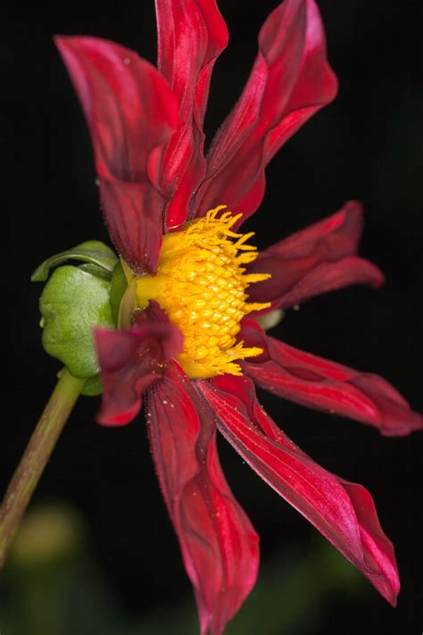 Free Images : flower, dahlia, flowering plant, annual plant, petal 2027x1366 - Юрий Голуб ...