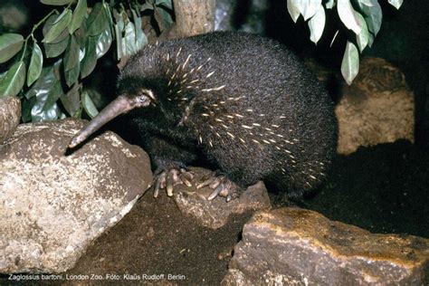 Eastern long beaked echidna - Alchetron, the free social encyclopedia