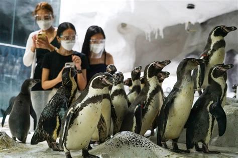 Wearing the penguins’ color at Manila Ocean Park | ABS-CBN News