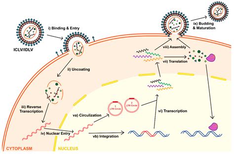 Viruses | Free Full-Text | Lentiviral Vectors for Delivery of Gene-Editing Systems Based on ...