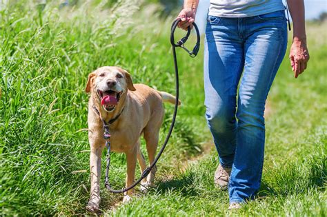 How To Train A Dog To Walk On A Leash Beside You - Ultimate Pet Nutrition