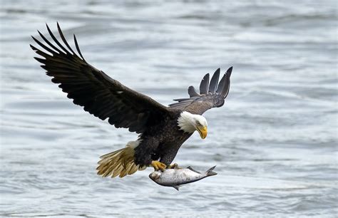 You can view the largest bald eagle gathering in the world in BC - Vancouver Is Awesome