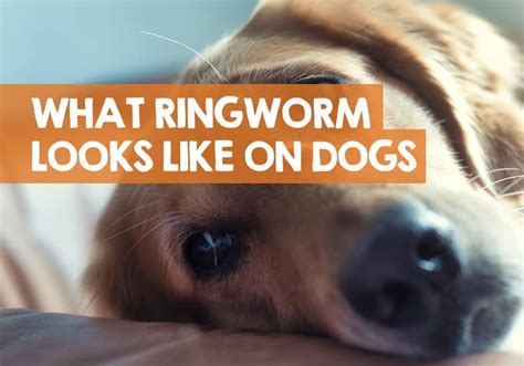 Ringworm In Dogs: Symptoms And Treatment, 58% OFF