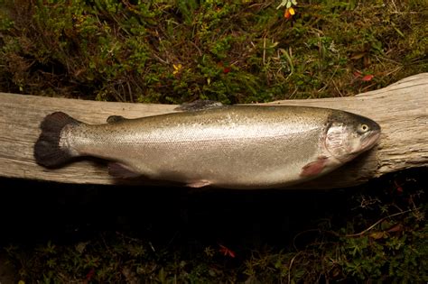 Steelhead Trout :: Newfoundland Aquaculture Industry Association