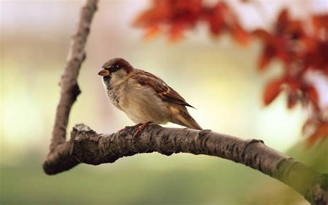 How To Stop Birds From Chirping Outside Your Window - Yard Sumo